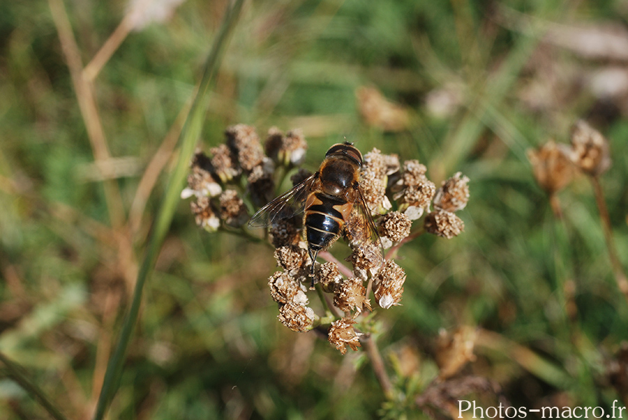 Eristalis tenax